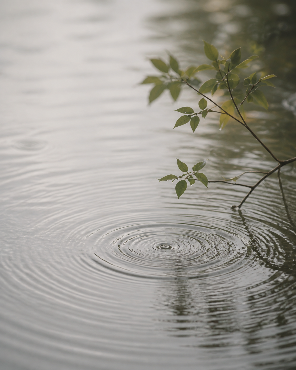 雨水中的枝叶与水纹